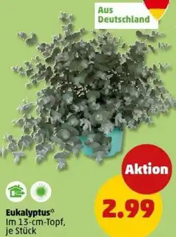 PENNY Eukalyptus Angebot