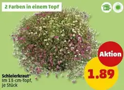 PENNY Schleierkraut Angebot