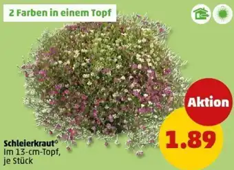 PENNY Schleierkraut Angebot