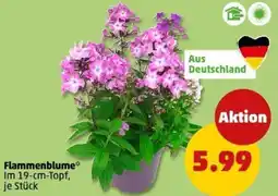 PENNY Flammenblume Angebot