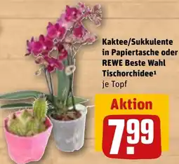 REWE Kaktee/Sukkulente in Papiertasche oder REWE Beste Wahl Tischorchidee Angebot