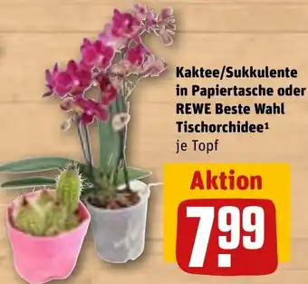 REWE Kaktee/Sukkulente in Papiertasche oder REWE Beste Wahl Tischorchidee Angebot
