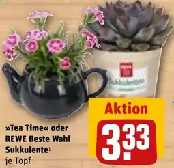 REWE Tea Time oder REWE Beste Wahl Sukkulente Angebot