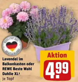 REWE Lavendel im Balkonkasten oder REWE Beste Wahl Dahlie XL Angebot