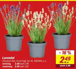 toom Baumarkt Lavendel Angebot