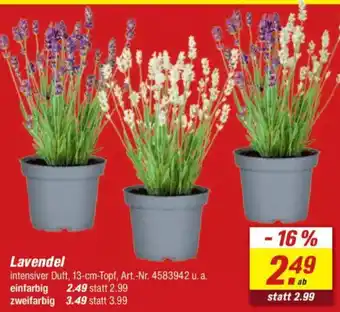 toom Baumarkt Lavendel Angebot