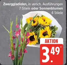 Marktkauf Zwerggladiolen oder Sonnenblumen Angebot