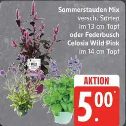 Marktkauf Sommerstauden Mix Angebot