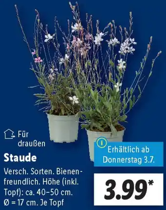 Lidl Staude Angebot