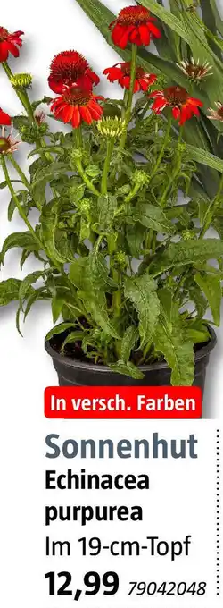 Bauhaus Sonnenhut Angebot