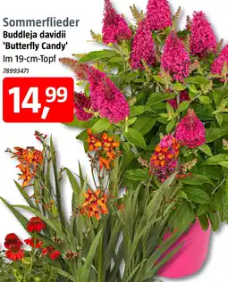 Bauhaus Sommerflieder Angebot