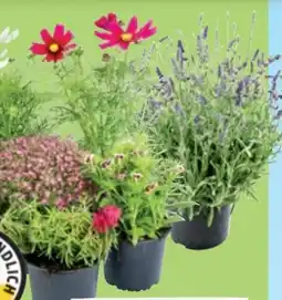 Thomas Philipps Sommerstauden Angebot