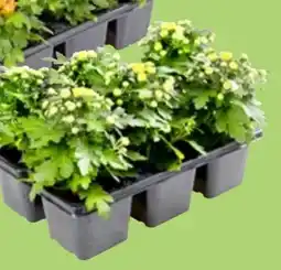 Thomas Philipps Chrysanthemen Angebot