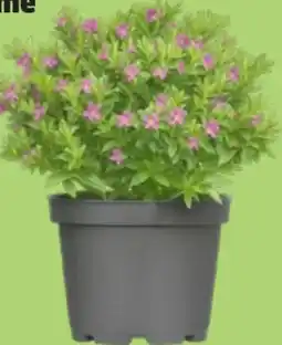 Thomas Philipps Köcherblume Angebot