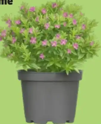 Thomas Philipps Köcherblume Angebot