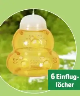 Thomas Philipps Wespenfalle Angebot