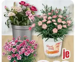 B1 Discount Baumarkt Gartennelke Angebot