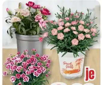 B1 Discount Baumarkt Gartennelke Angebot