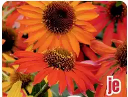 B1 Discount Baumarkt Echinacea Angebot