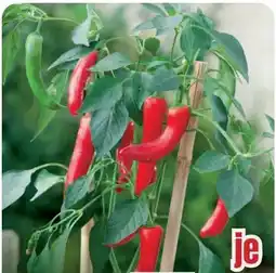 B1 Discount Baumarkt Pick-&-Joy Gemüse Angebot