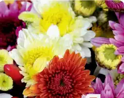B1 Discount Baumarkt Chrysanthemen Angebot