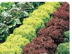 B1 Discount Baumarkt Gemüse-Jungpflanzen Angebot