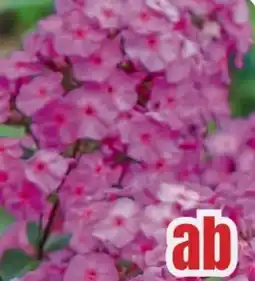 B1 Discount Baumarkt Phlox Angebot