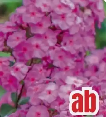 B1 Discount Baumarkt Phlox Angebot