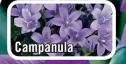 B1 Discount Baumarkt Glockenblume Campanula Angebot