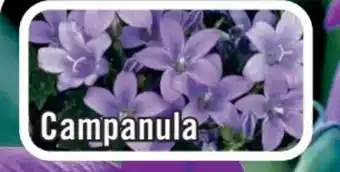 B1 Discount Baumarkt Glockenblume Campanula Angebot