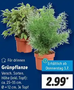 Lidl Grünpflanze Angebot