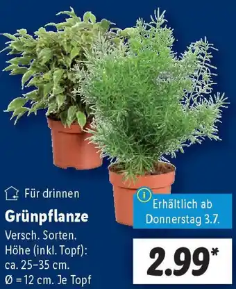 Lidl Grünpflanze Angebot