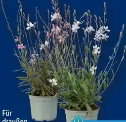 Lidl Stauden Angebot