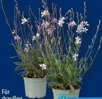 Lidl Stauden Angebot