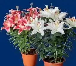 Lidl Orientalische Lilien Angebot