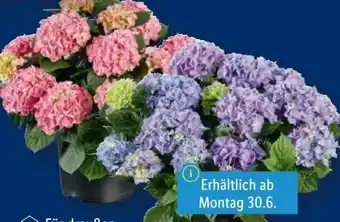 Lidl Gartenhortensie Angebot