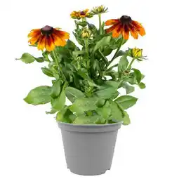 toom Baumarkt Sonnenhut Smiley Z Angebot