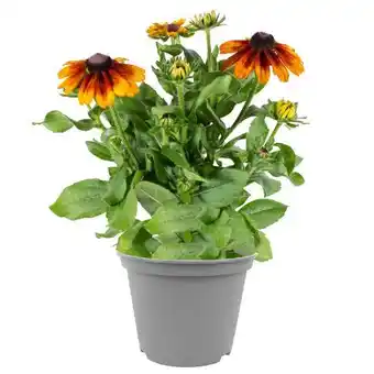 toom Baumarkt Sonnenhut Smiley Z Angebot