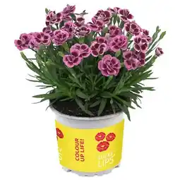 toom Baumarkt Nelke Lucky Lips Lisa Angebot
