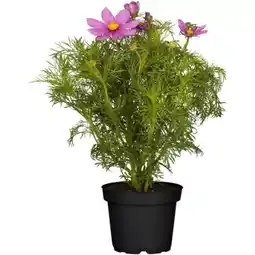 toom Baumarkt Toom Staude Angebot