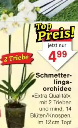Jawoll Schmetterlingsorchidee Angebot