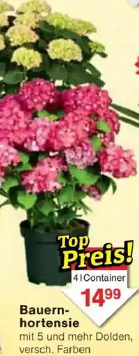 Jawoll Bauernhortensie Angebot