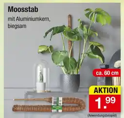 Zimmermann Moosstab Angebot