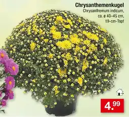 Zimmermann Chrysanthemenkugel Angebot