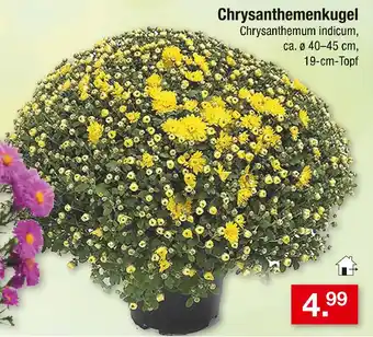 Zimmermann Chrysanthemenkugel Angebot