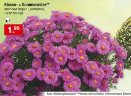 Zimmermann Kissen- o. sommeraster Angebot