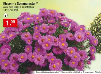 Zimmermann Kissen- o. sommeraster Angebot