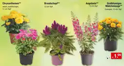 Zimmermann Chrysanthemen Angebot