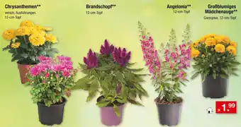 Zimmermann Chrysanthemen Angebot