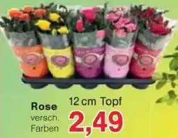 Jawoll Rose Angebot